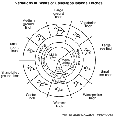 labs, lab, the beaks of finches fig: lenv62012-exam_w_g27.png